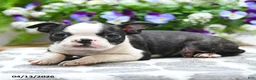 Boston Terrier dogs for sale: Kane - Ad 4