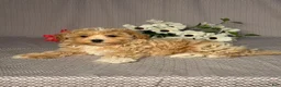 Maltipoo dogs for sale: Alex - Ad 4