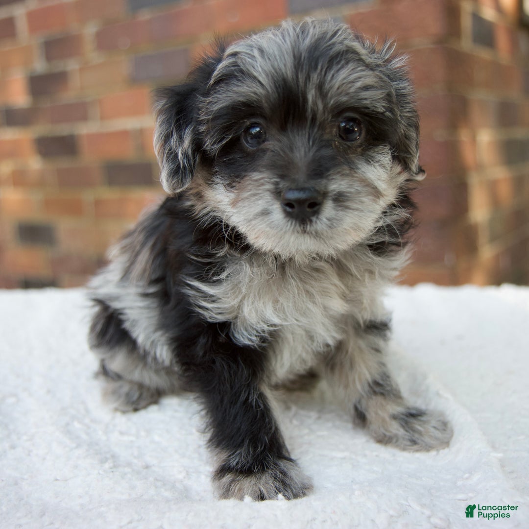 Jarvis for sale in Dundee Lancaster Puppies
