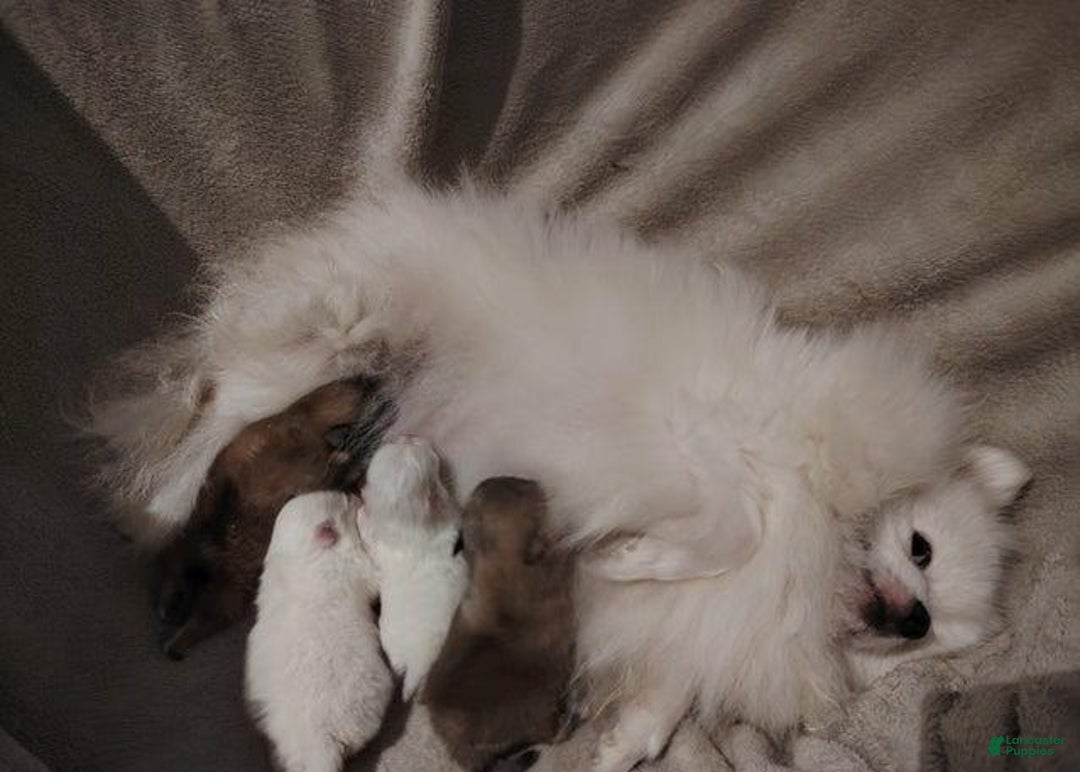 Pomeranian dogs for sale: Rafa - Ad 2