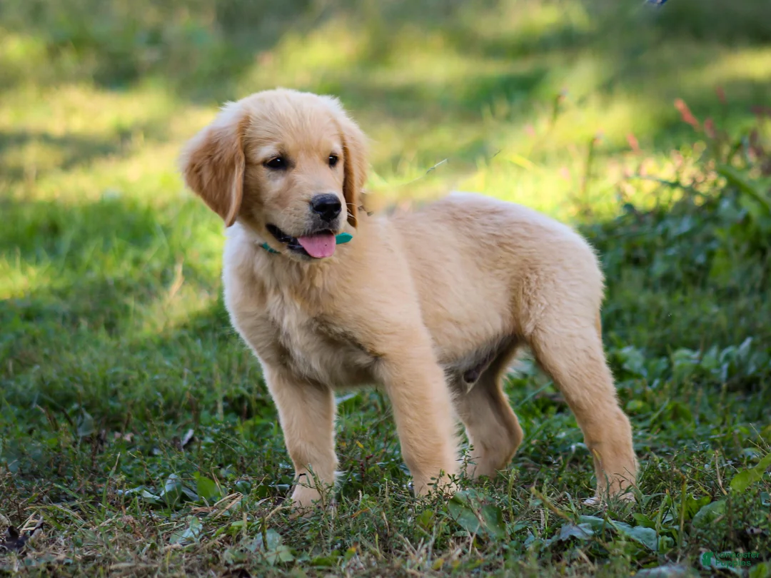 Golden Retriever dogs for sale: Ashton AKC Golden Retriever Pup - Ad 2