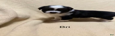 Bri