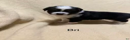 Miniature Australian Shepherd dogs for sale: Bri - Ad 1
