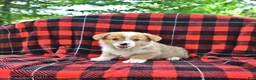 Welsh Corgi Pembroke dogs for sale: Peter - Ad 3