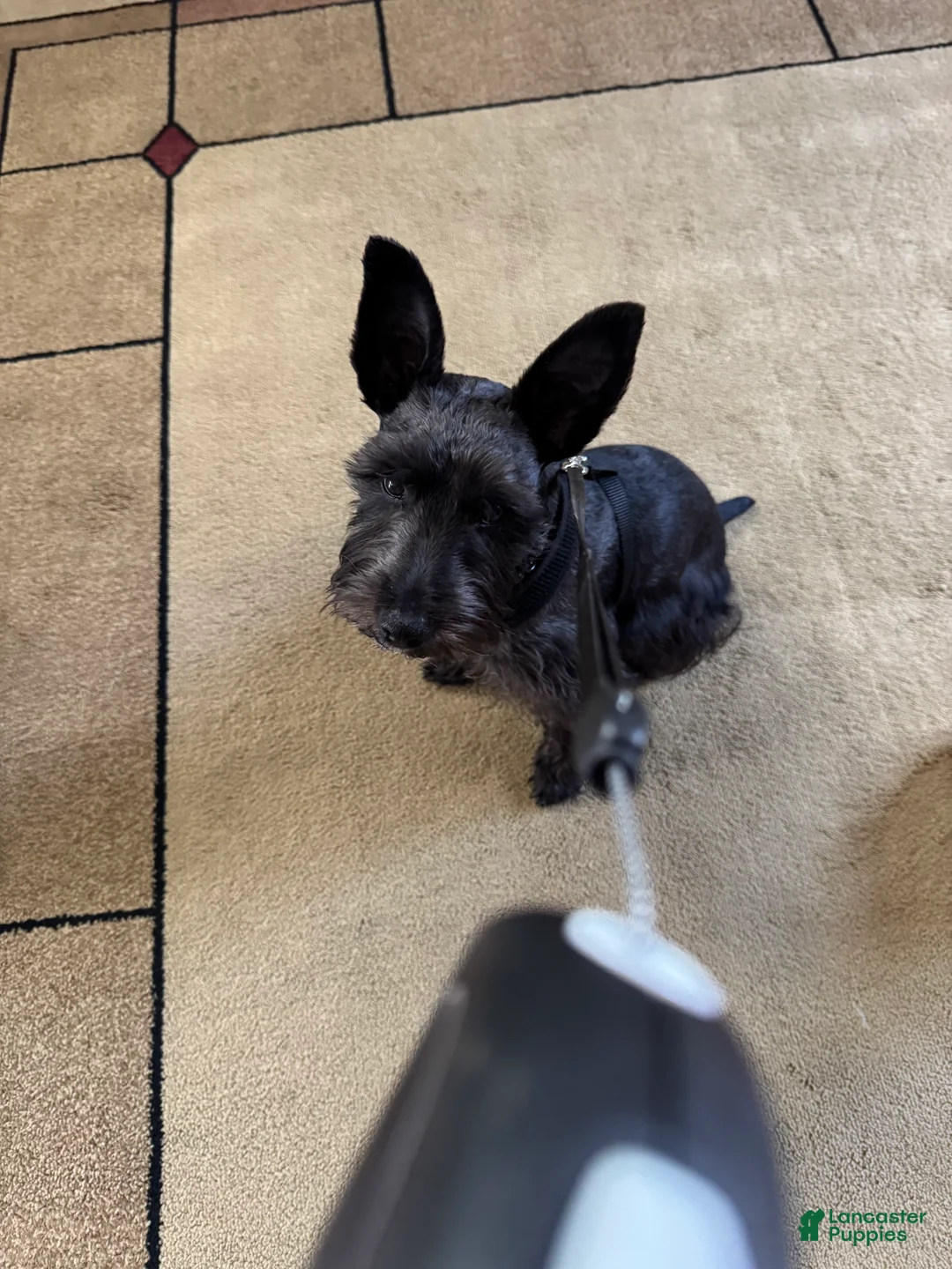 Miniature Schnauzer dogs for sale: Miniature Schnauzer 1 - Ad 2