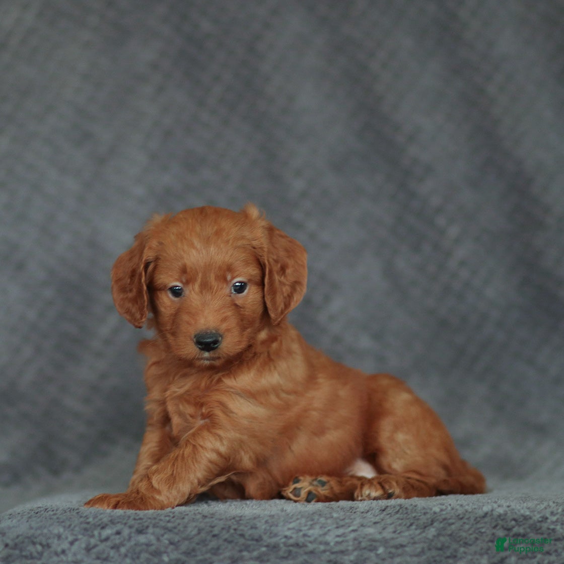 Mini Goldendoodle dogs Robin - Ad 7