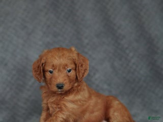Mini Goldendoodle dogs Robin - Ad 28