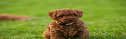 Mini Goldendoodle dogs for sale: Penny-Micro - Ad 3