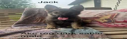 German Shepherd dogs for sale: Jack  - Ad 2
