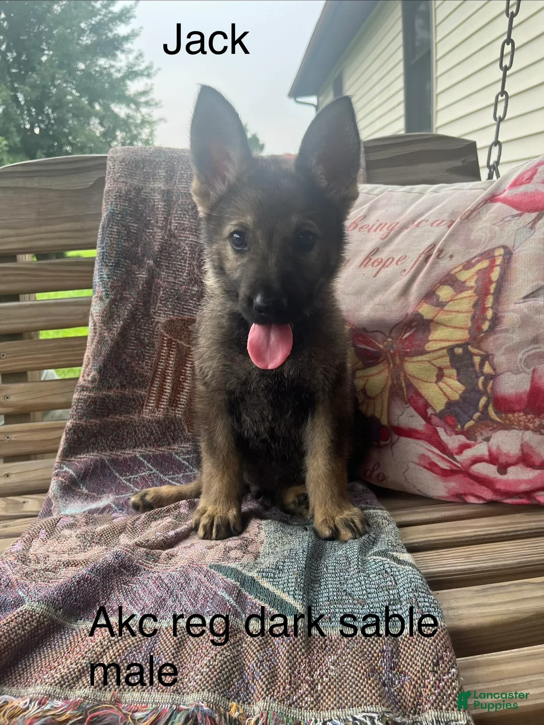 German Shepherd dogs for sale: Jack  - Ad 2