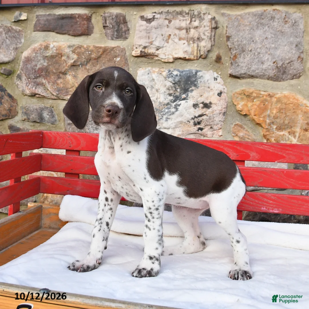 German Shorthaired Pointer dogs for sale: Popcorn - Ad 1