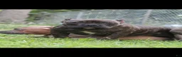 American Bully dogs for sale: Pumbaa  - Ad 2