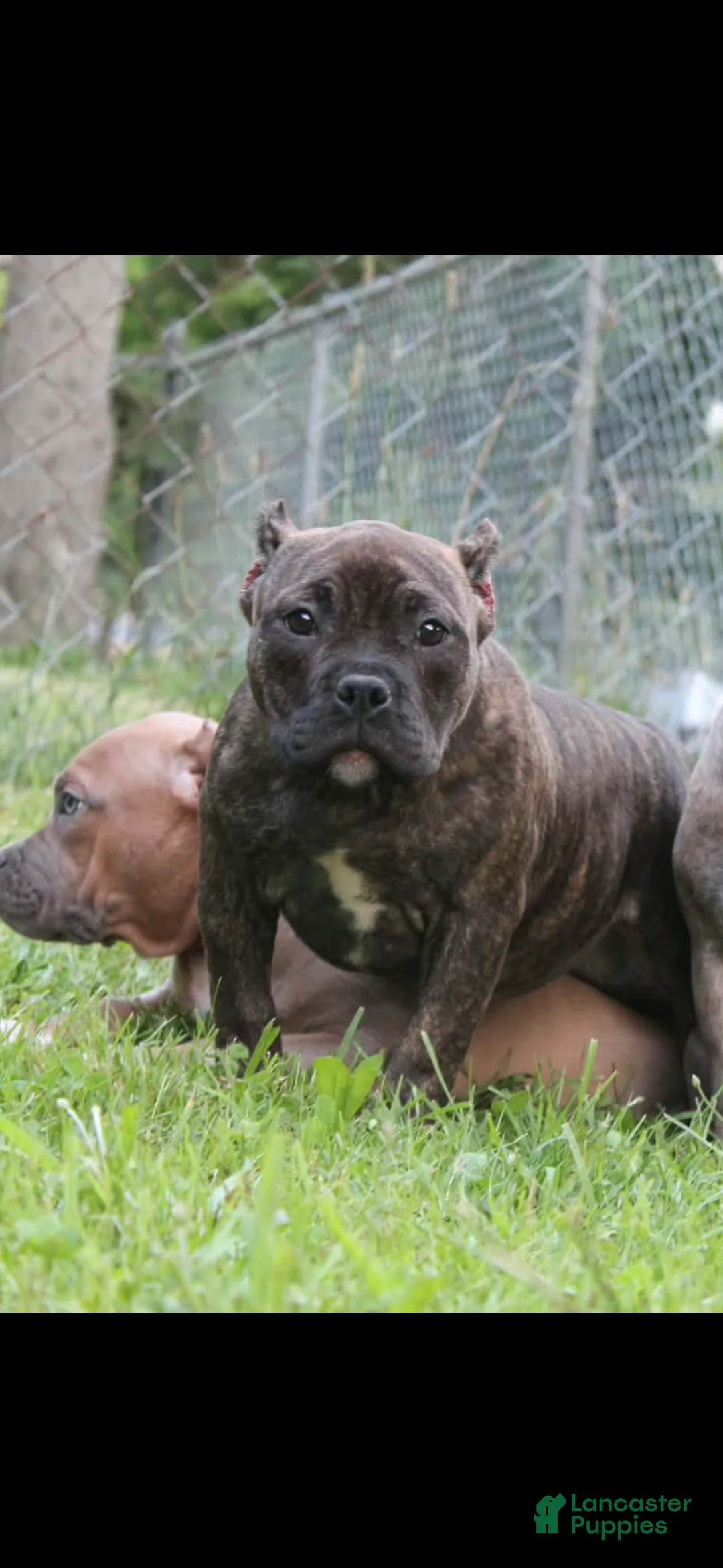 American Bully dogs for sale: Pumbaa  - Ad 2