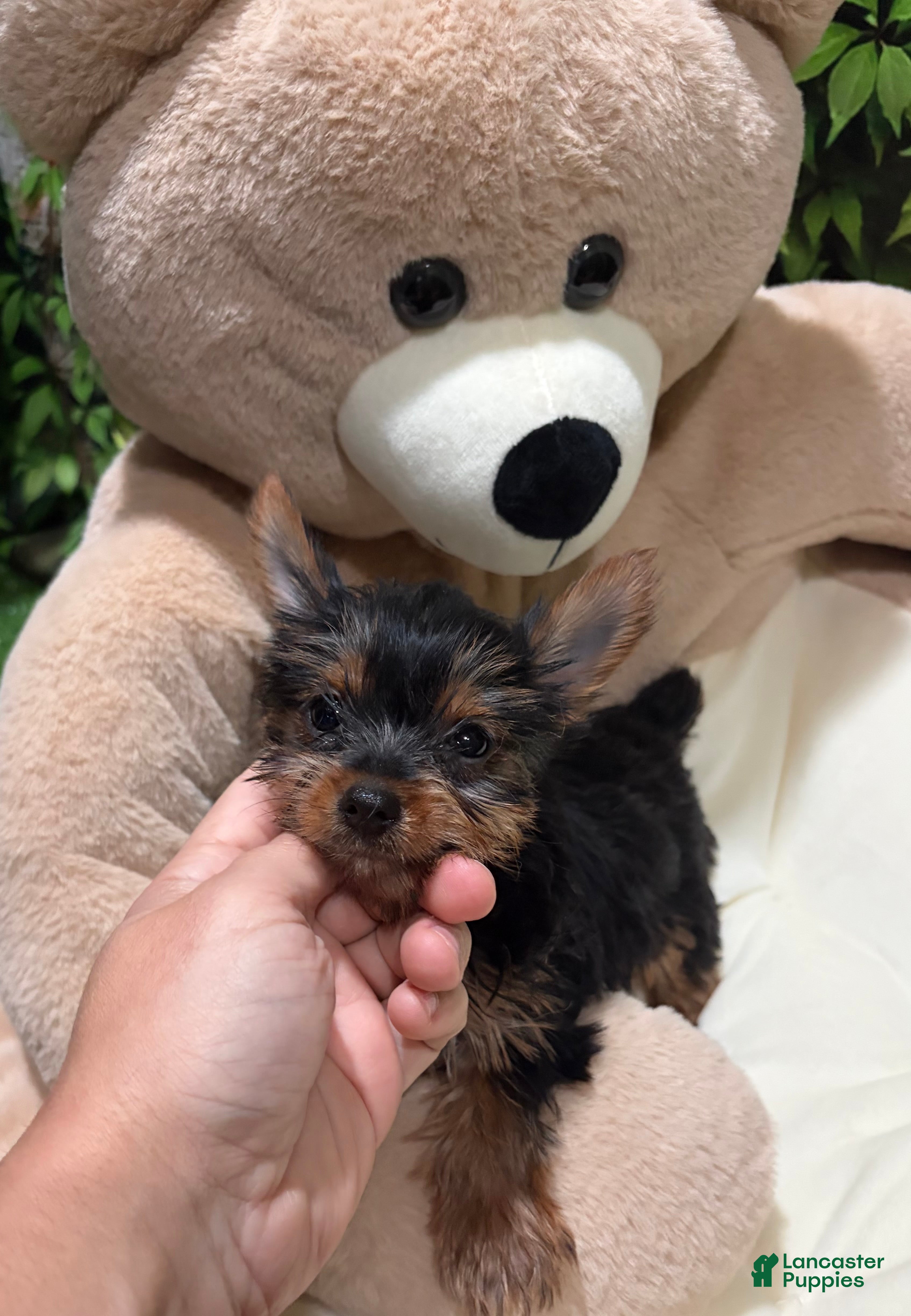 Yorkshire Terrier dogs ED - Ad 7