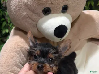 Yorkshire Terrier dogs ED - Ad 35