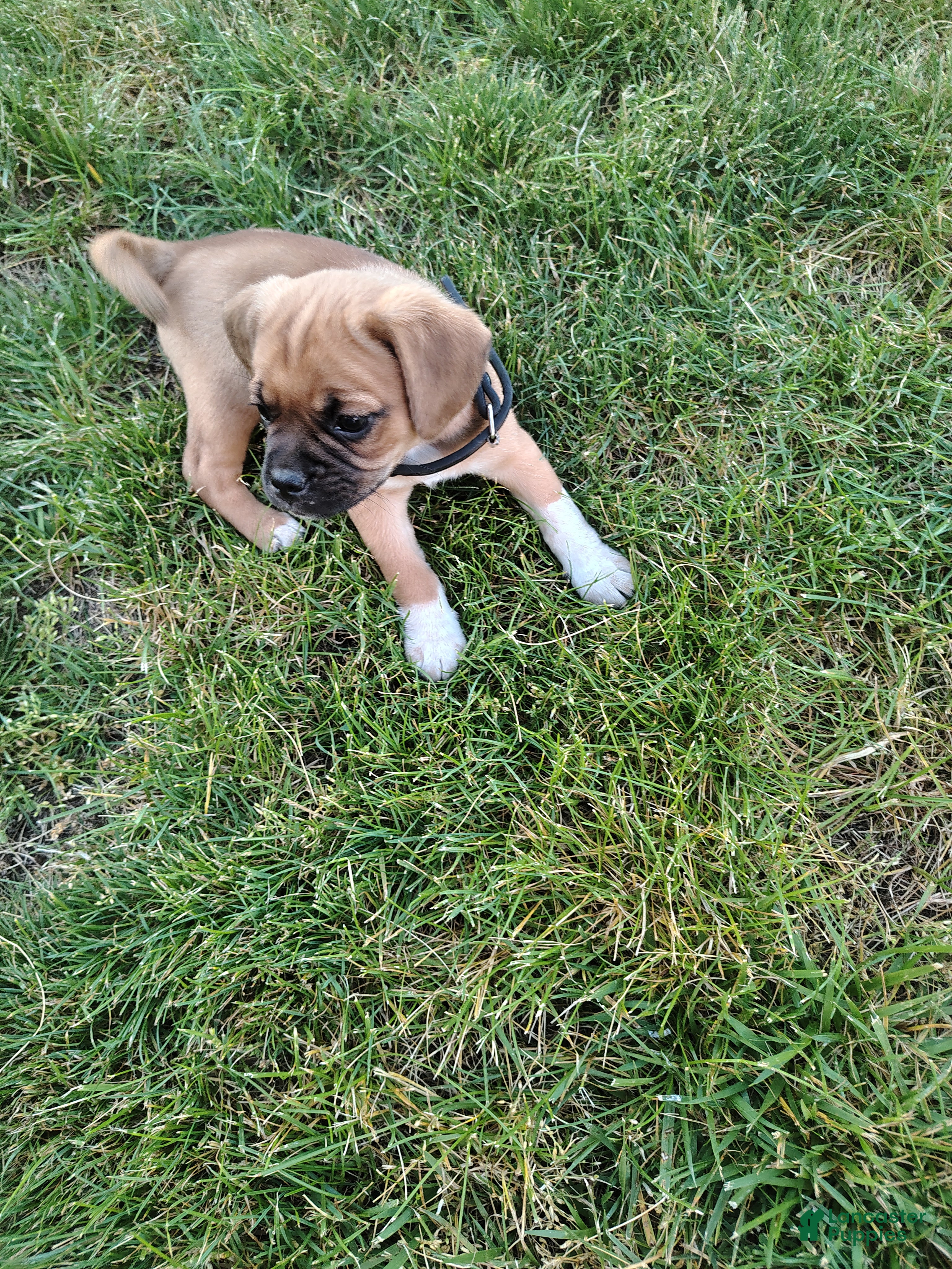 Puggle dogs Lavendar - Ad 2