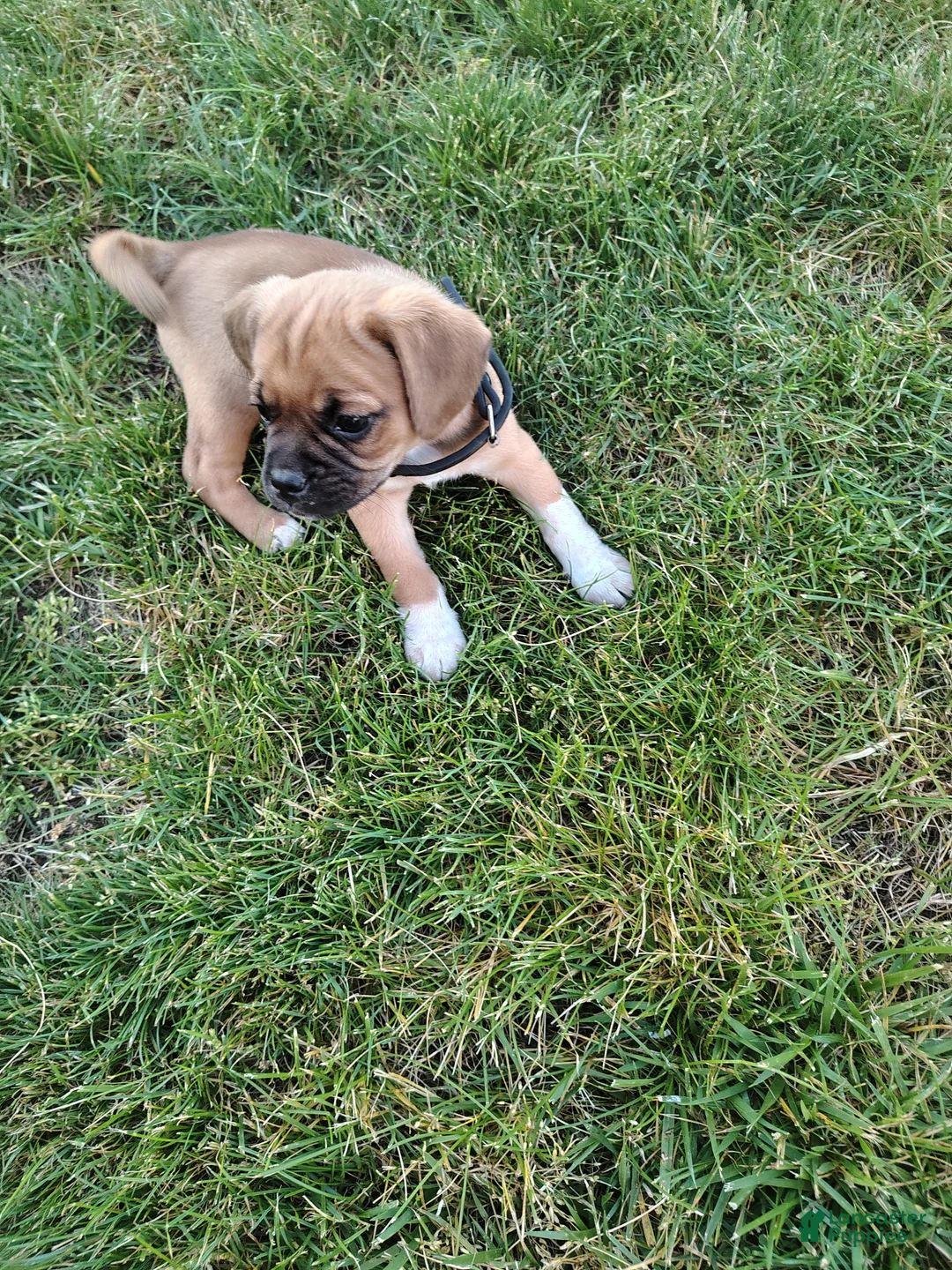 Puggle dogs for sale: Lavendar - Ad 2