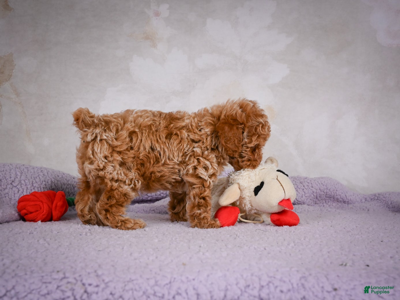 Miniature Poodle dogs Leo - Ad 1