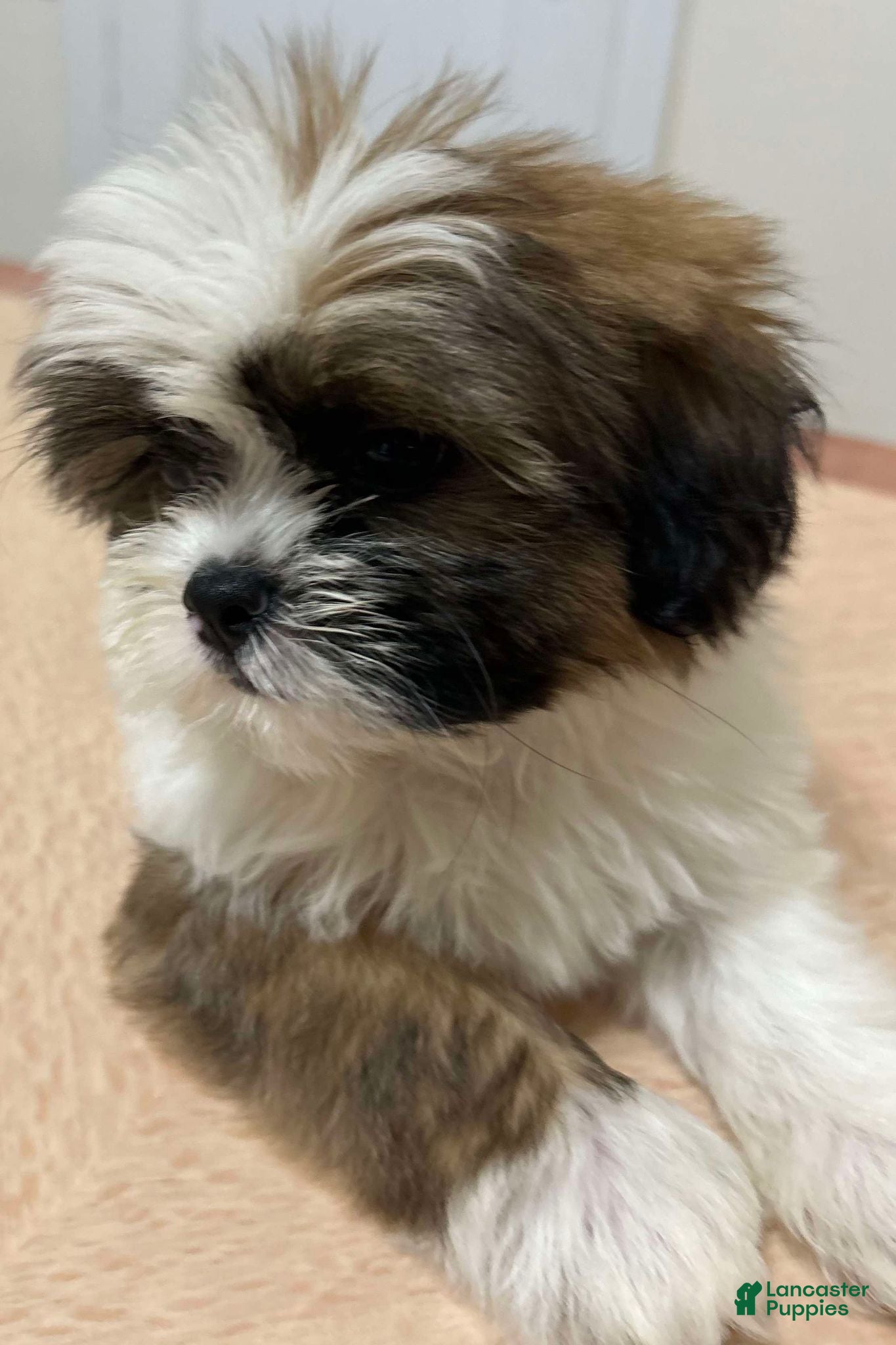 Shih Tzu dogs Vic - Ad 36