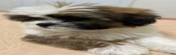 Shih Tzu dogs for sale: Vic - Ad 1