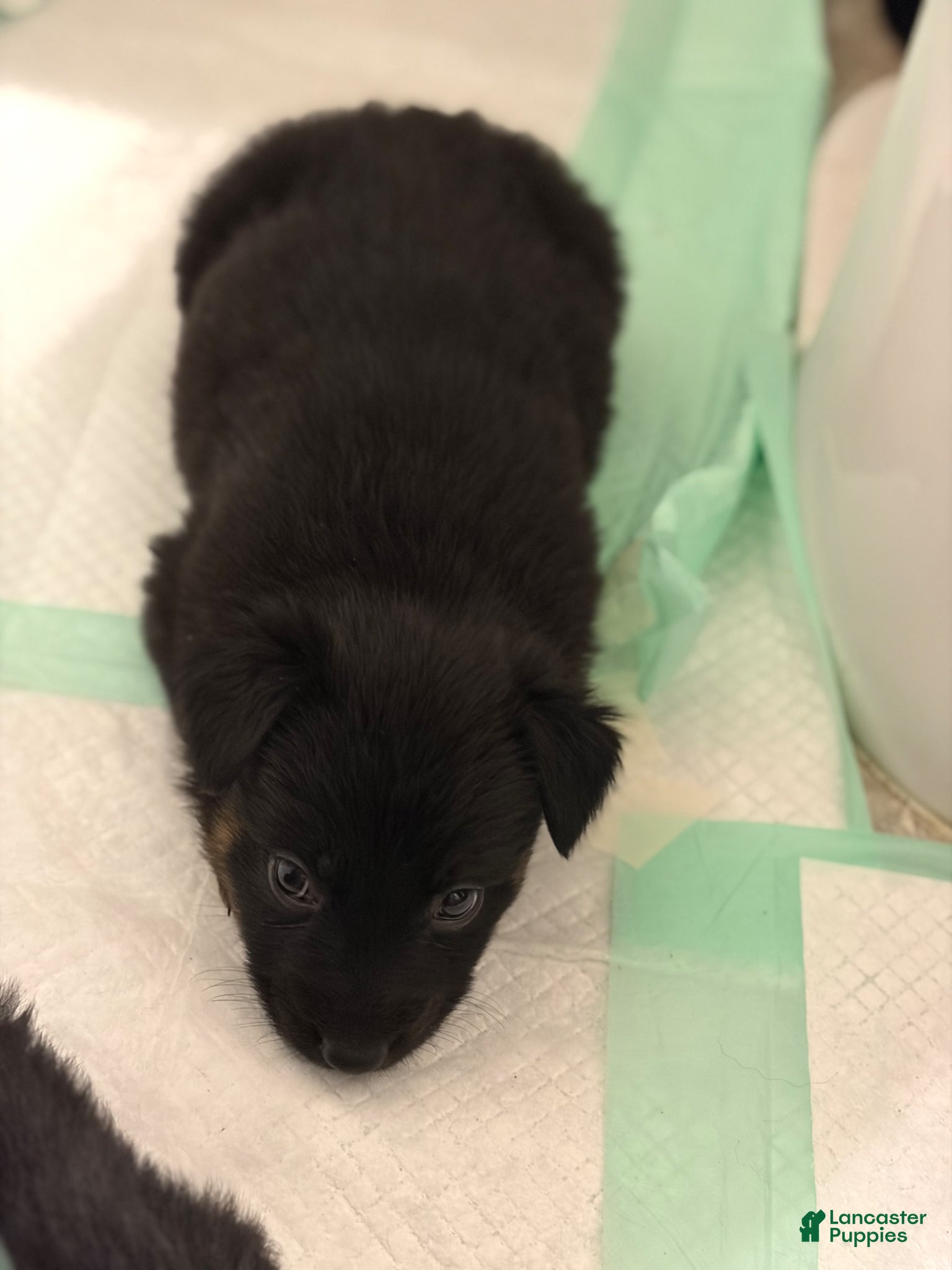 German Shepherd dogs  Puppy 11 - Ad 10