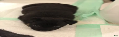  Puppy 11