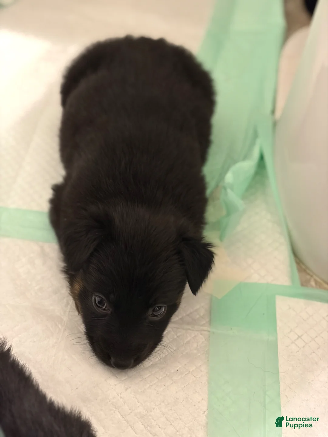 German Shepherd dogs for sale:  Puppy 11 - Ad 1