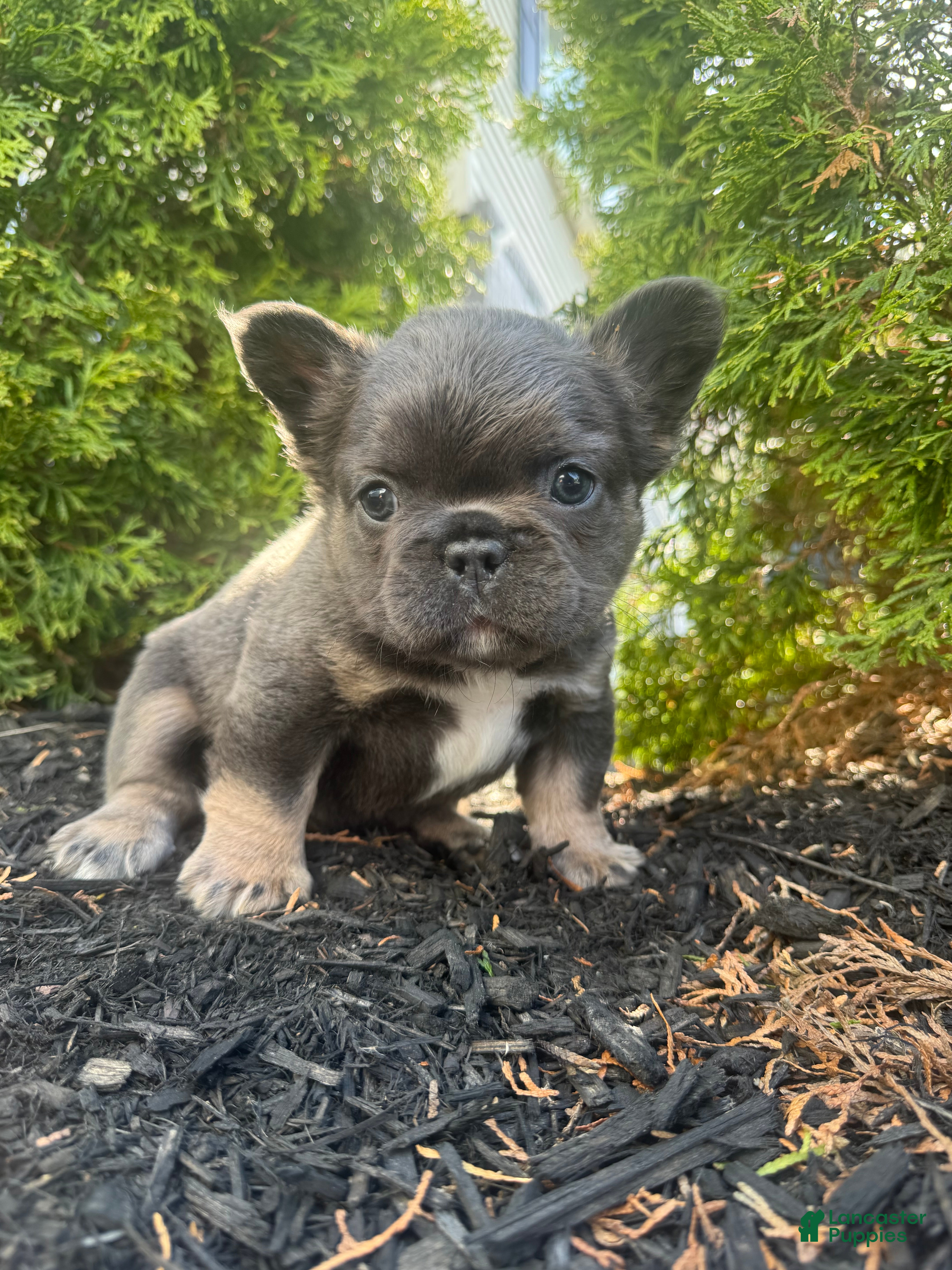 French Bulldog dogs Teddy - Ad 1