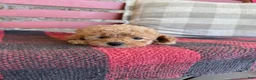 Mixed Breed dogs for sale: Tabby - Ad 2
