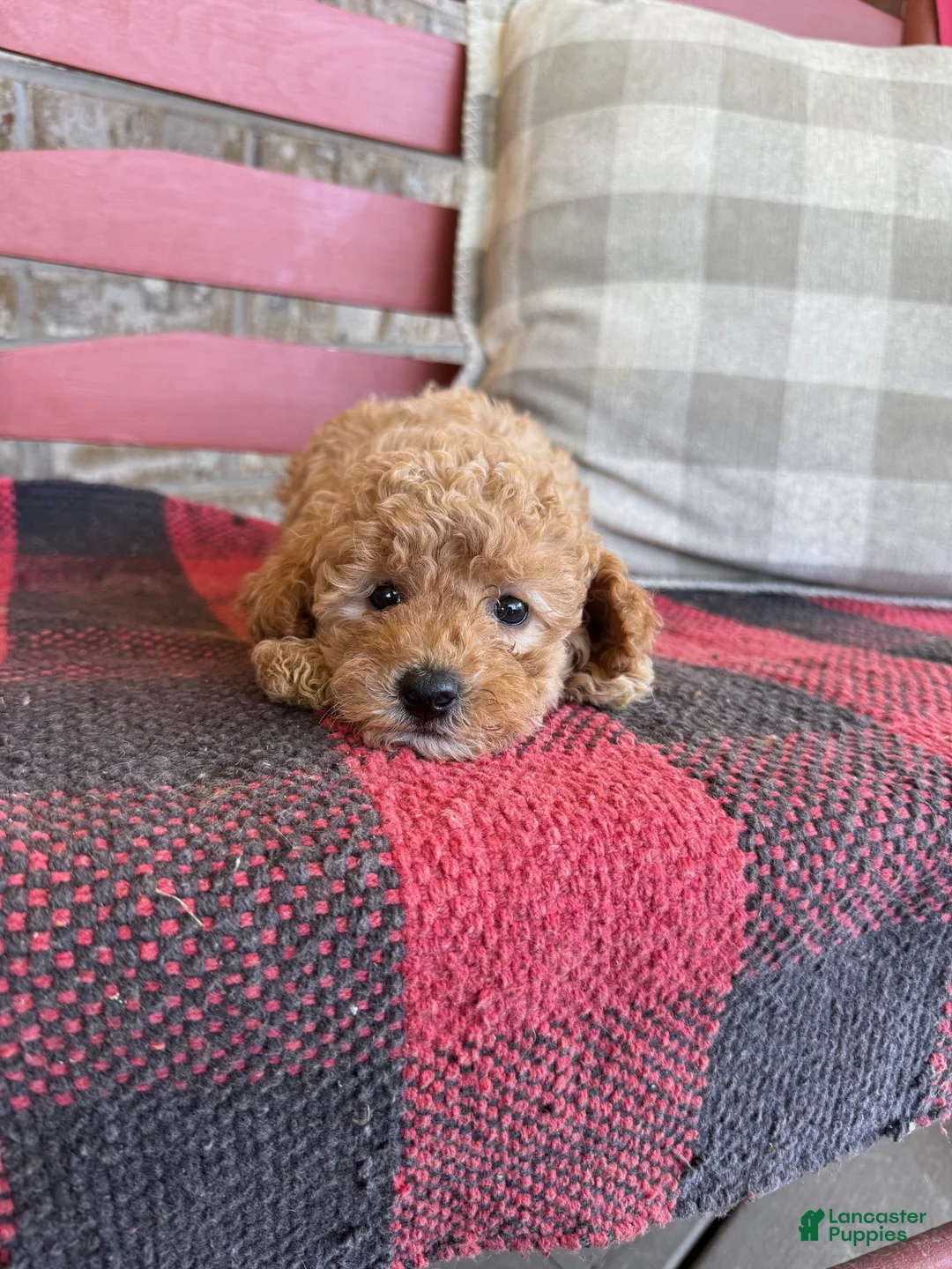 Mixed Breed dogs for sale: Tabby - Ad 2