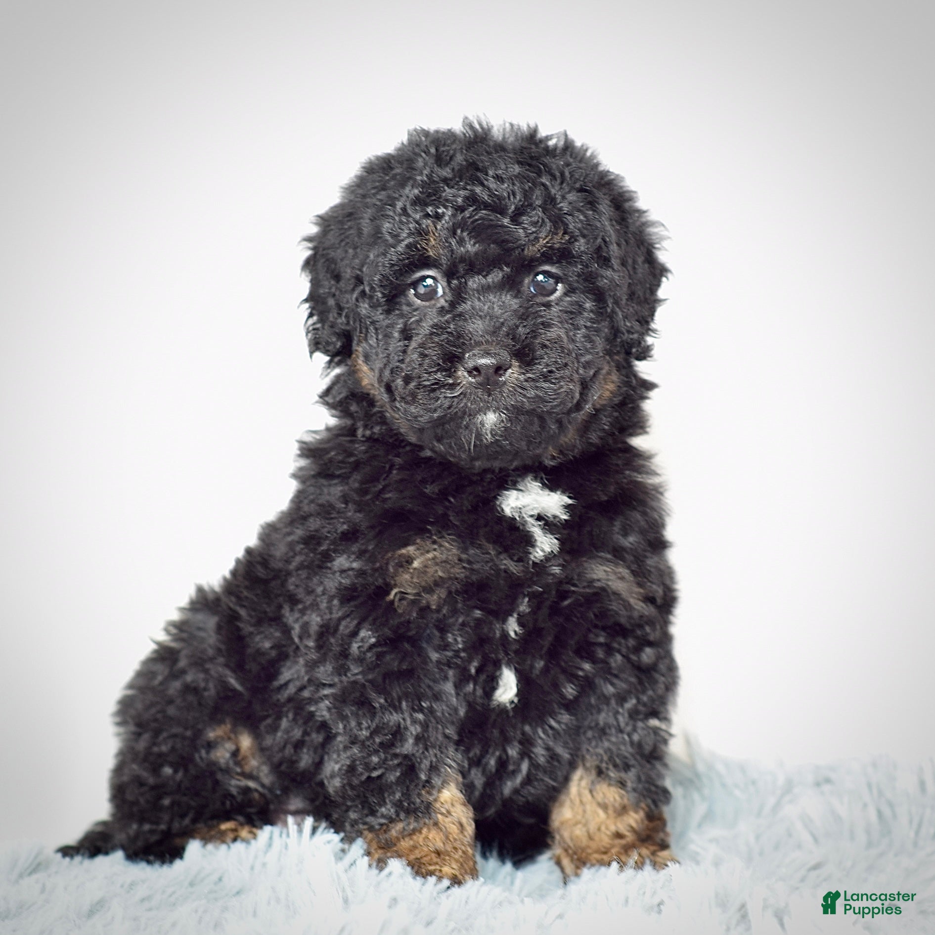Mini Goldendoodle dogs Mr. Nicky - Ad 31