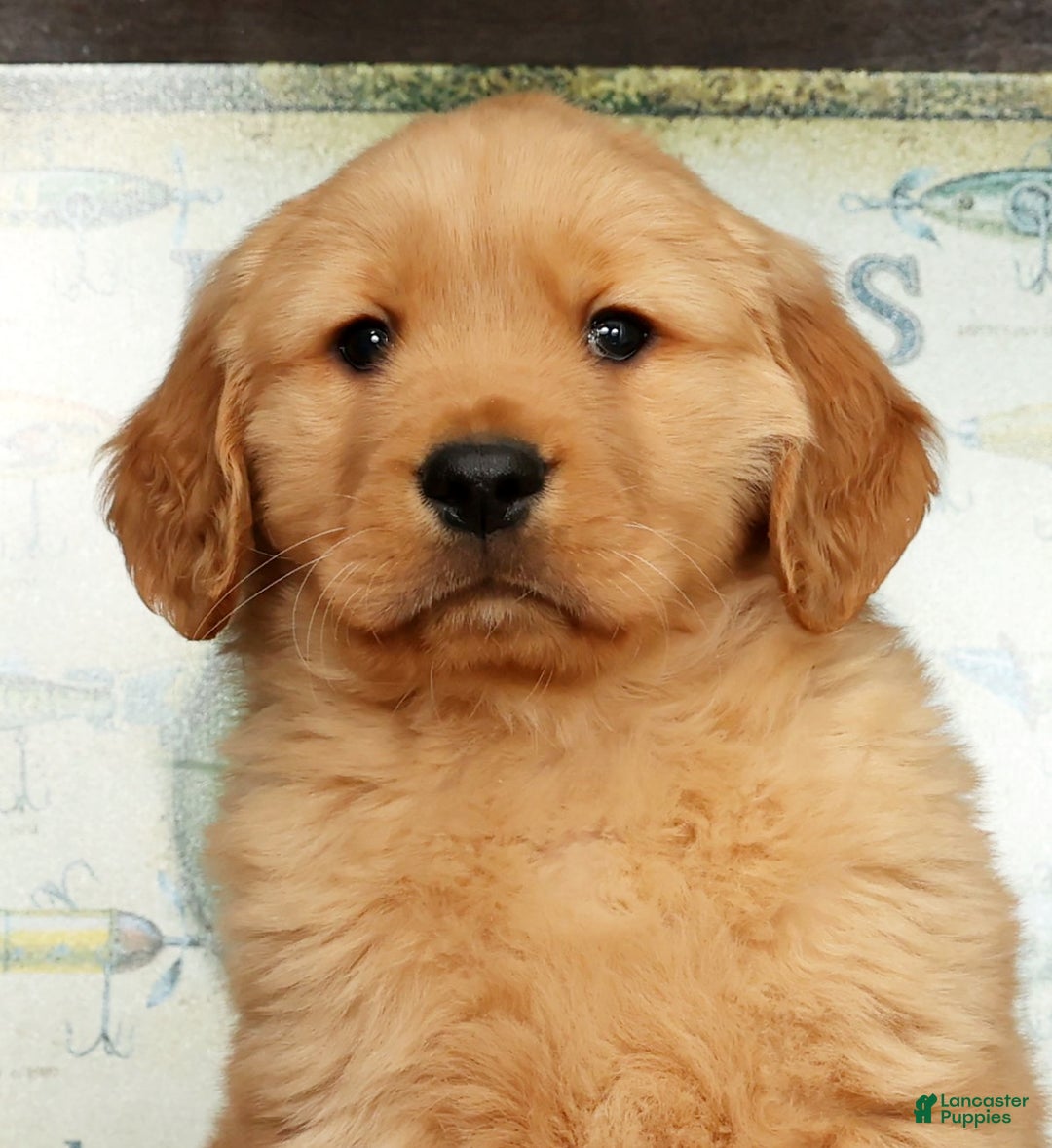 Golden Retriever dogs for sale: Flint - Ad 9