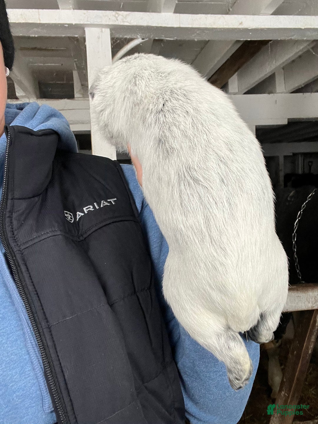 Australian Cattle Dog dogs for sale: Cody - Ad 2