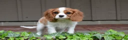 Cavalier King Charles Spaniel dogs for sale: Romeo  - Ad 10
