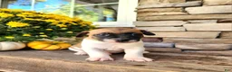 Rat Terrier dogs for sale: Rocky - Ad 2
