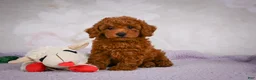 Miniature Poodle dogs for sale: Rocco - Ad 8