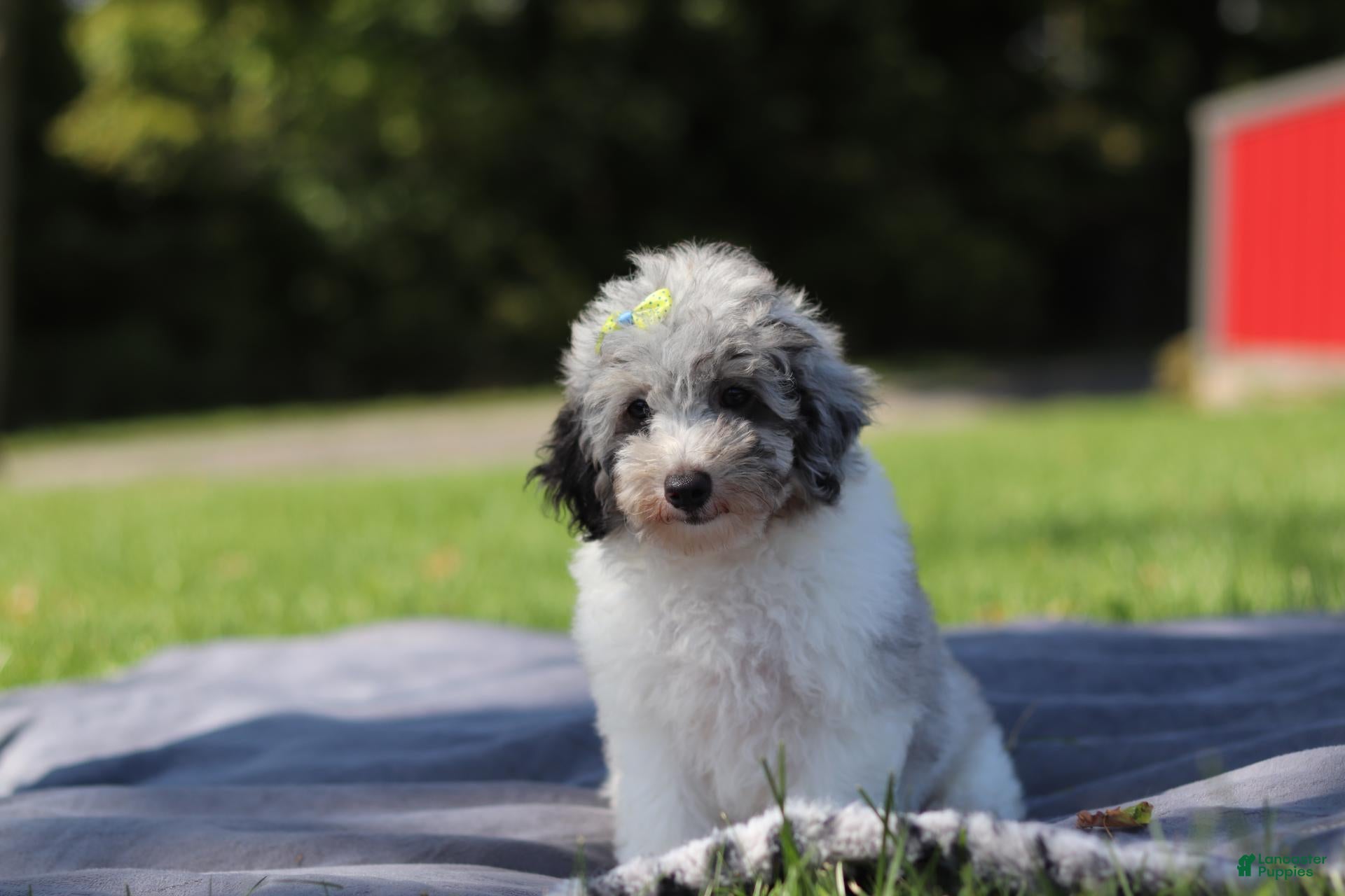 Miniature Poodle dogs Bella (AKC) - Ad 1