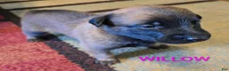 Belgian Malinois dogs for sale: Belgian Malinois 7 - Ad 4