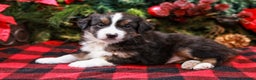 Miniature Australian Shepherd dogs for sale: Fig - Ad 4