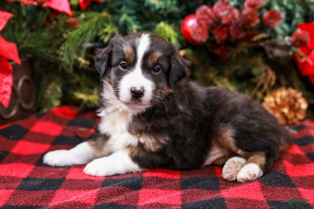 Miniature Australian Shepherd dogs for sale: Fig - Ad 4