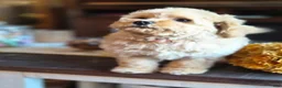 Maltipoo dogs for sale: Bruno - Ad 3