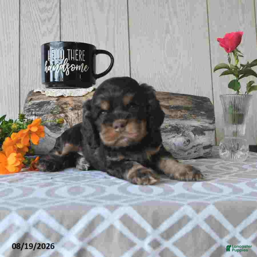 Cocker Spaniel dogs Coco  - Ad 2