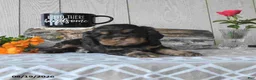Cocker Spaniel dogs for sale: Coco  - Ad 2