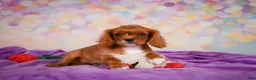 Cavalier King Charles Spaniel dogs for sale: Chase - Ad 7