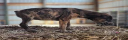 Catahoula Leopard Dog dogs for sale: Duchess 2026 Female 1 - Ad 13