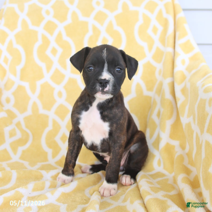 Boxer dogs for sale: Abby - Ad 2