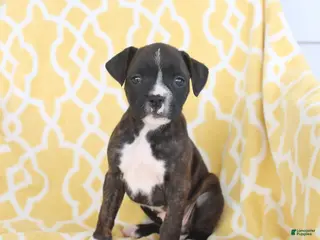 Boxer dogs for sale: Abby - Ad 2
