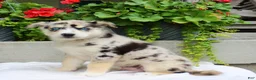 Mixed Breed dogs for sale: Lindor  - Ad 6