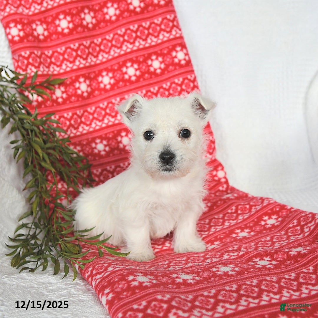 West Highland Terrier dogs for sale: Sookie - Ad 1
