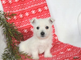 West Highland Terrier dogs Sookie - Ad 9